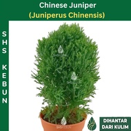 Pokok Pine Juniperus Bonsai Cupressaceae Juniperus Gaussenii Christmas Tree Juniper Cina Pokok Hidup