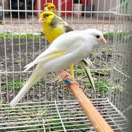 sepasang burung kenari F1 Ready