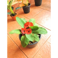 Mahkota Berduri Cantik/euphorbia milii