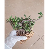 Euphorbia Decaryi 皱叶麒麟 15cm