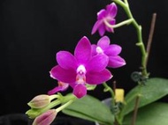 {親友蘭園} 蘭花拍賣之蝴蝶蘭-P.Purple Martin x P.violacea indigo 有香味