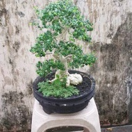 bonsai serut mini unik