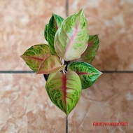 Tranding 🤑 tanaman hias Aglonema jameela jackpot Terpercaya 💯