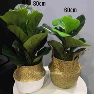 (CODE HS) PREMIUM QUALITY FIDDLE FIG | Home Decoration | Best Product|