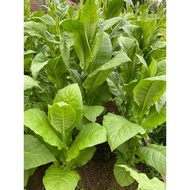 ♞,♘,♙seeds flower plants 2000  Fresh Virginia Golden Tobacco Seeds Ancestral Tobacco tabacum I5BK