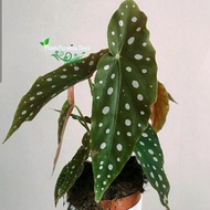 Tanaman hias Begonia polkadot - begonia angel wing - begonia maculata
