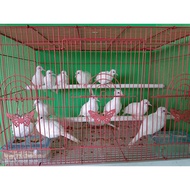 PUTIH White cotton turtle dove / albino turtle dove