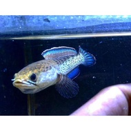 [ORIGINAL] Ikan channa toman 20 25 cm tomang micropeltes induk gabus