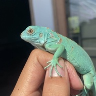 blue iguana baby