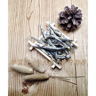 Fresh Desalted Dried Clove Fish-Honey Glider Loves To Eat-Calcium Supplement