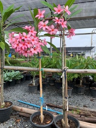 ต้นลีลาวดี (Amazon Pink ) อเมซอนพิงค์ ต้นสูง 100 ซม. กระถาง 10 นิ้ว ดอกสีขมพู ออกดอกเป็นช่อพวงใหญ่