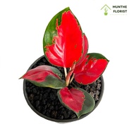 TANAMAN HIAS AGLONEMA SUKSOM JAIPONG LOKAL MERAH