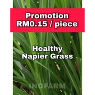 [New] Fresh Napier grass / Hay grass / rumput napier untuk arnab atau guinea pig dll