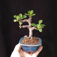 日本子寶長壽梅   獨幹老樁 掌上盆景   連紫砂盆  Plant Bonsai 植物 新年 盆栽 年花 小樹 花草 【實拍。只此一盆】禮物 年花 gift  海棠 "Chaenomeles Japo