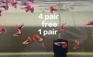 ikan live fish guppy gradeA Hb red rose tuxedo pair