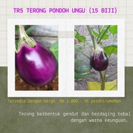 Biji Bibit Jual Beli Benih Terong Ungu Hijau Putih Lalap Pondoh Medan Belanda