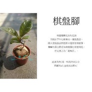 心栽花坊-棋盤腳/小琉球夜間導覽植物之一/5吋/開花植物/綠化植物/售價500特價400