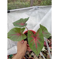 Caladium Thai hybrid