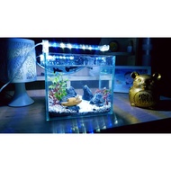 Mini Desktop Aquarium - Model 3 (SET UP FULL Accessories As In The Picture)