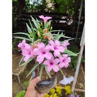 Pokok Bunga RUELLIA PINK  / pokok dalam polybag