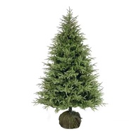 Living Pine Spruce Green Plant Real Pine Tree Real Tree Christmas Real Tree Norwegian Real Christmas