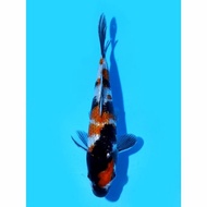 Ginrin Showa Shinoda Koi Farm 17Cm Ikan Koi Import Jepang