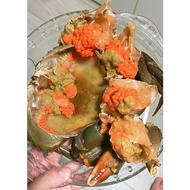 Srilanka Live Meat Crab 🦀 Crabs6-8pcs 斯里兰卡鲜活螃蟹肉蟹6-8只