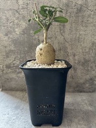 火星人 多肉植物 塊根 盆栽 仙人掌