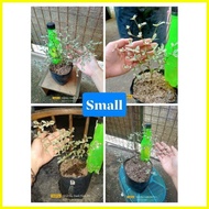 ☏ ● ☇◑  ️Variegated African TALISAY  Live Plants