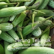 Biji Benih terung Telunjuk Hijau