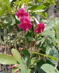 Bibit Tanaman Hias Bunga Sakura Tabebuya Violet hasil STEK OKULASI siap berbunga