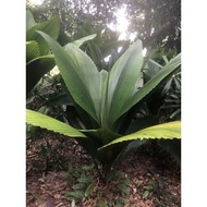 KKB Daun Payung Palm, Joey Palm, johannesteijsmannia perakensis