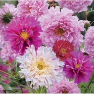 Cosmos Seeds and Galsang Flowers Easy-to-Grow Balcony Garden Blooms, Perfect for Creating a Colorful