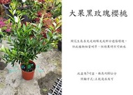 心栽花坊-大果黑玫瑰櫻桃/6.5吋盆/櫻桃/水果苗/售價400特價350