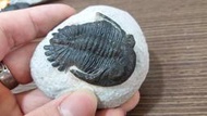 《威奇植礦》新變眼角三葉蟲化石 Acastidae kayserops (高淨度完整度)
