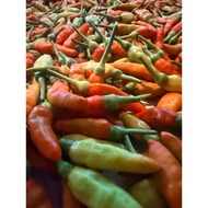 Cili Lada Burung Kampung Cili Kampung Chili Fresh dari Ladang