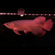 ikan Arwana Super Red ( 37 ) cm