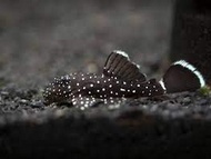 [Livestock] L183 Starlight Bristle Nose Pleco | Simply Aquatics | Aquatic Fish | Aquarium |Small Medium Pet Fishes | Live Fish Pets