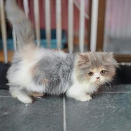 Kucing Munchkin Minutes dilute calico 