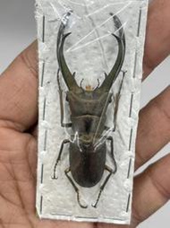 Cyclommatus truncatus.屯卡達細身翅鍬形蟲63mm(A-)