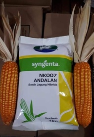 Benih Jagung Hibrida NK007 ANDALAN