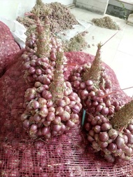 Bawang merah probolinggo /kg
