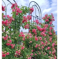 ST&amp;💘Clematis Lattice Rose Chinese Rose Planting Garden Fence Outdoor Flower Stand Support Rod Iron Art Plant Climbing 00