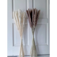 Preserved 80cm Natural Pampas Grass 小蒲苇 Wholesale Price Preserved Dried Flowers