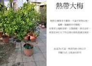 心栽花坊-熱帶大梅/青梅/梅子/1尺盆/嫁接苗/水果苗/售價1800特價1500