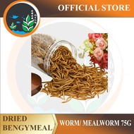 Dried BengyMeal Worm/Mealworm for Sugar Glider and Hamster ulat roti kering 75G