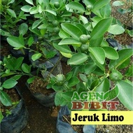 PROMO Bibit Pohon Jeruk Limo sudah Berbuah - Tanaman Daun Jeruk Limau