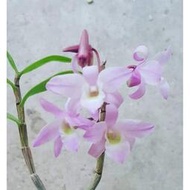 Dendrobium moniliforme日本進口長生蘭 粉花 濃香 小小的就會開