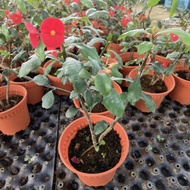 Euphorbia Plant/Pokok Bunga Hiasan Hidup