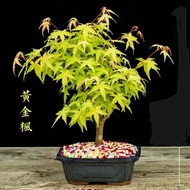Small Japanese Maple Gold Maple Bonsai Pot Red Leaf Series Maple